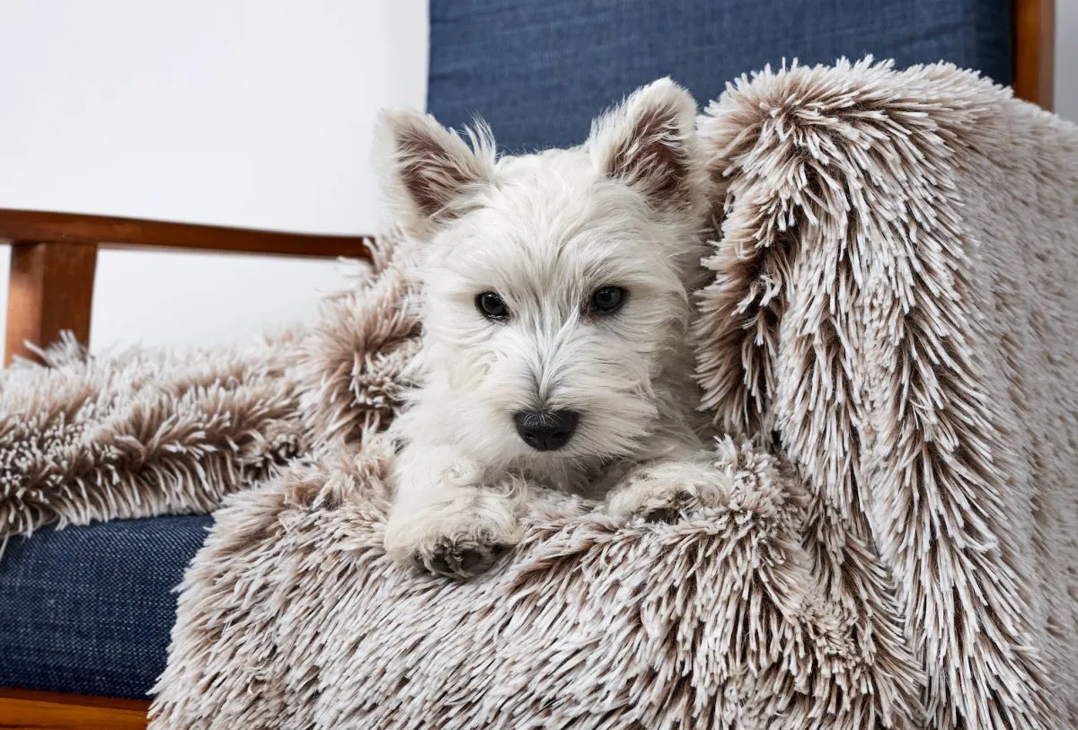 Calming Cuddler   Blanket Bundle Mink