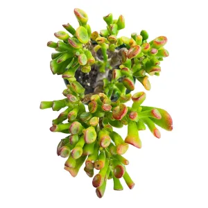 Crassula Shrek's Ear (4 inch)