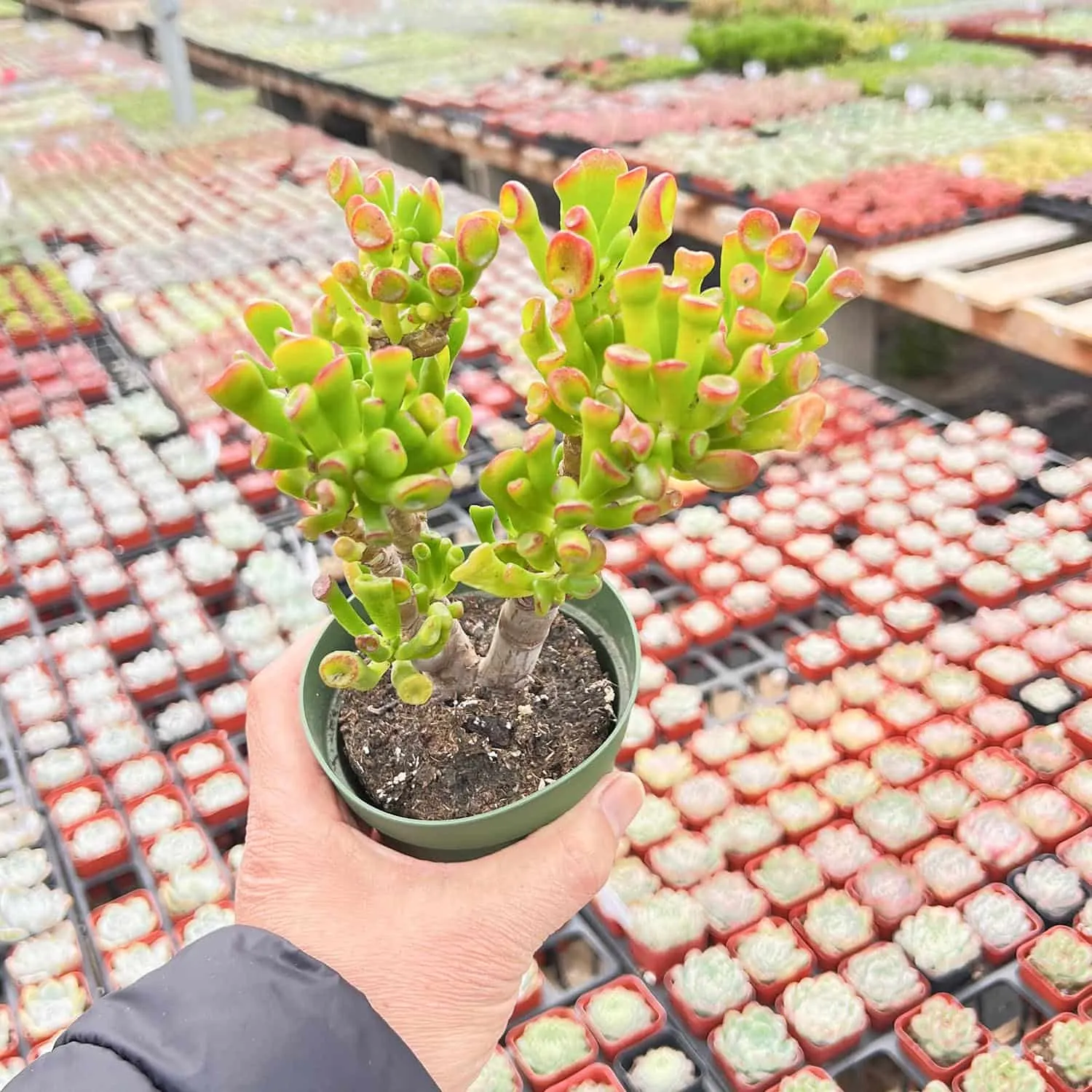 Crassula Shrek's Ear (4 inch)