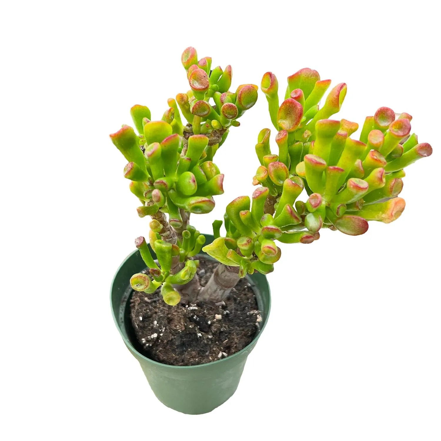 Crassula Shrek's Ear (4 inch)