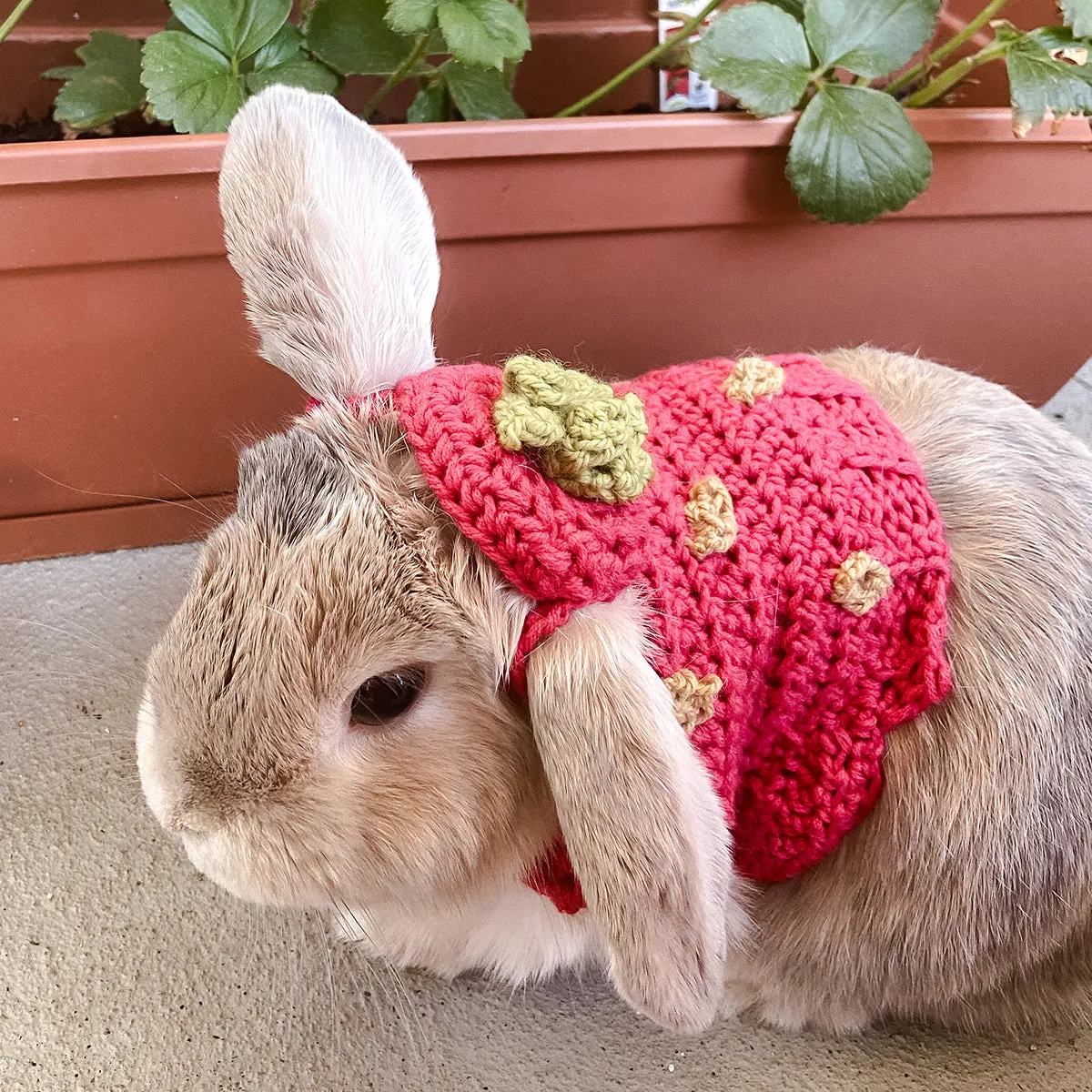 Elizabeth's Strawberry Costume Pet Sweater