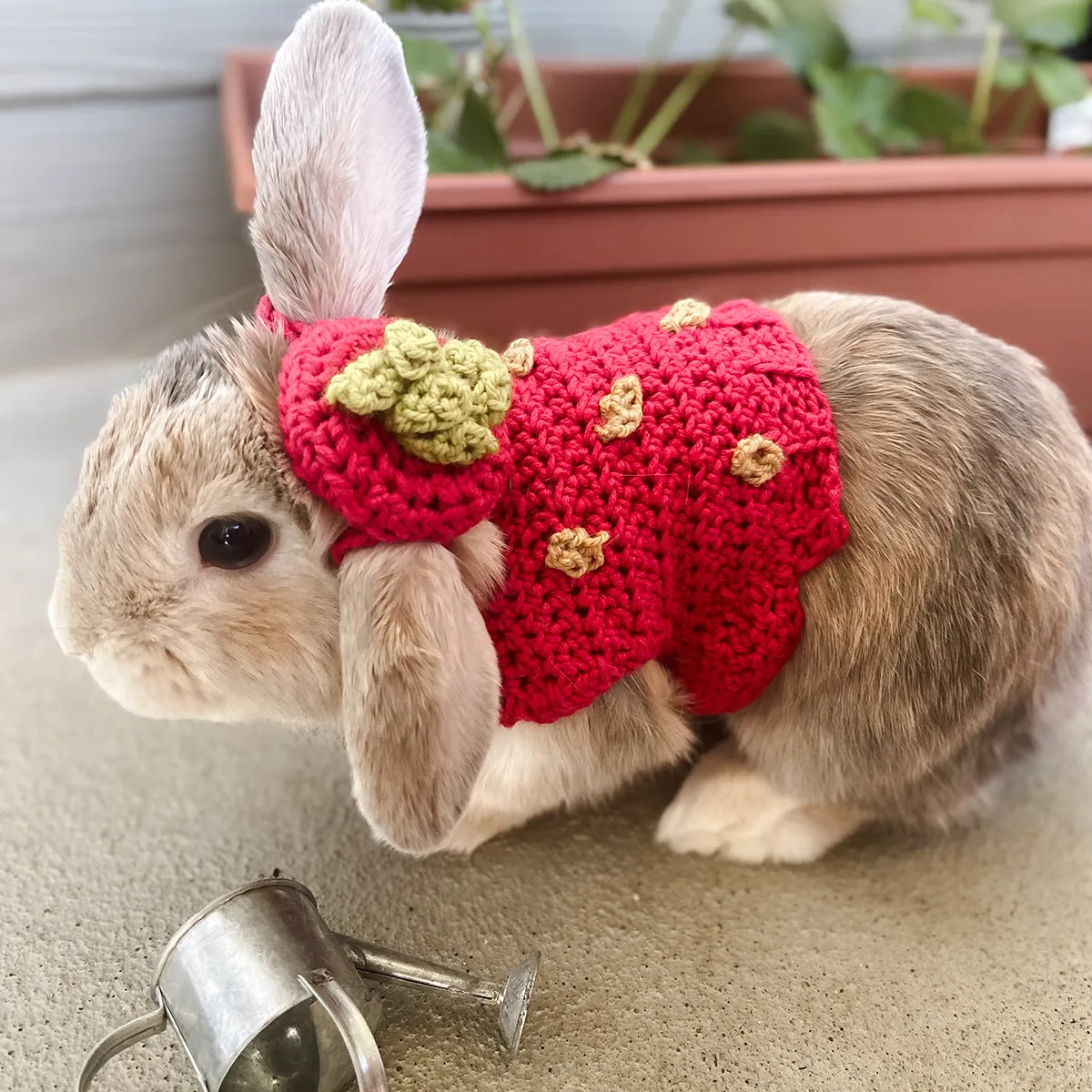 Elizabeth's Strawberry Costume Pet Sweater
