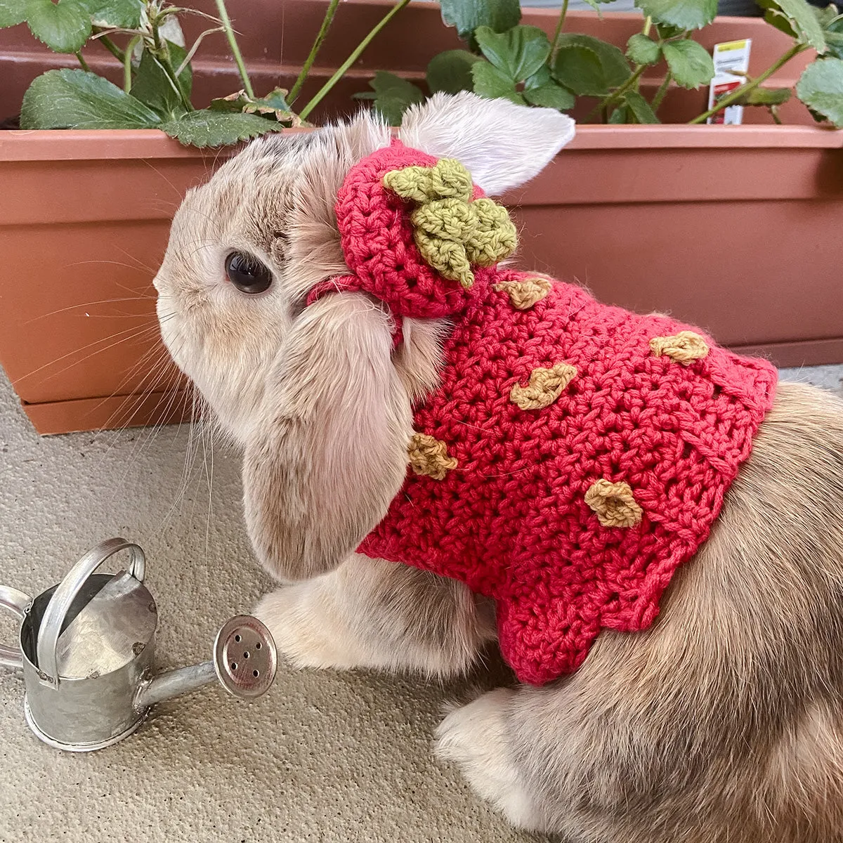 Elizabeth's Strawberry Costume Pet Sweater